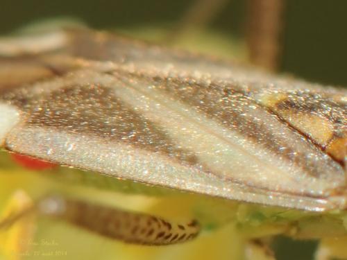 Réf. 129 005 : Adelphocoris lineolatus