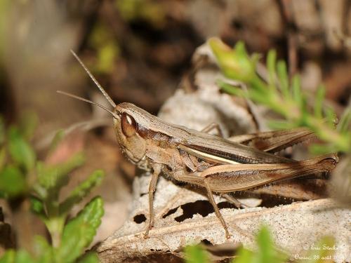 Euchorthippus elegantulus