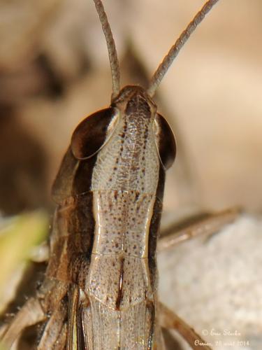Euchorthippus elegantulus
