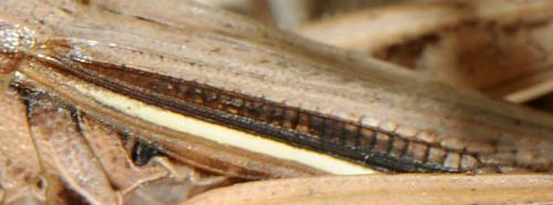 Euchorthippus elegantulus