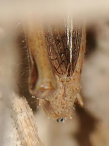 Euchorthippus elegantulus