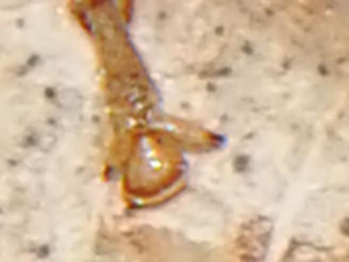 Euchorthippus elegantulus