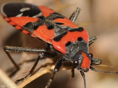 Réf. 129 003 : Lygaeus sp.