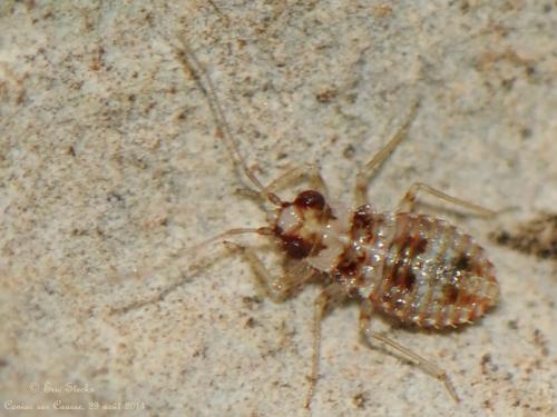 Leptopus marmoratus