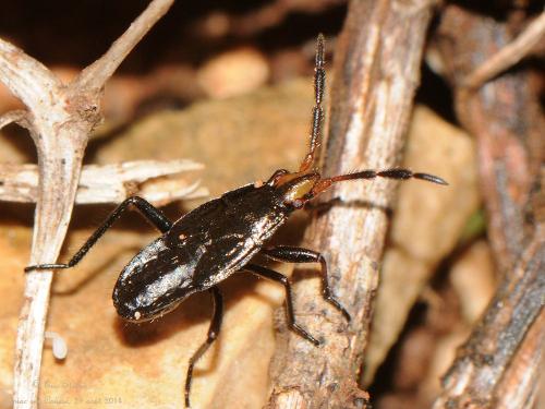 Réf. 129 082 : Lasiocoris anomalus