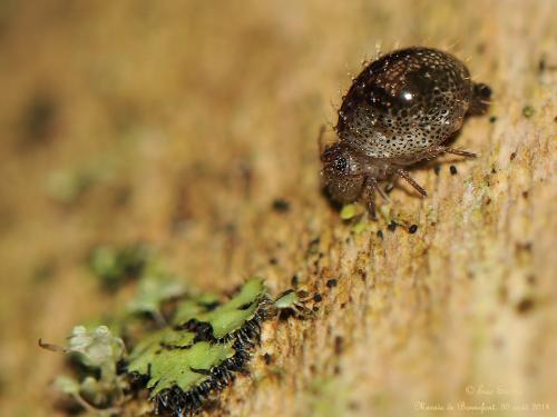 Réf. 129 285 : Allacma fusca pustulata