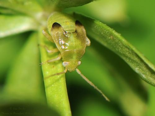 Charagochilus gyllenhalii