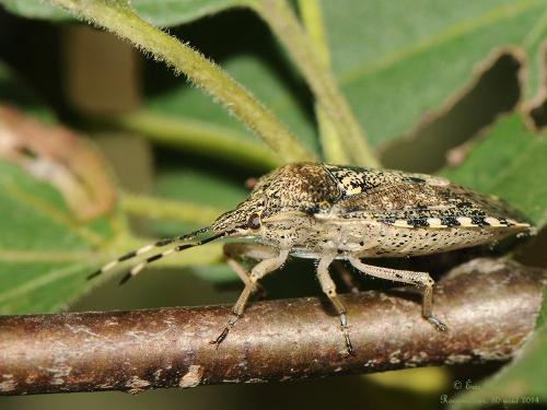 Rhaphigaster nebulosa