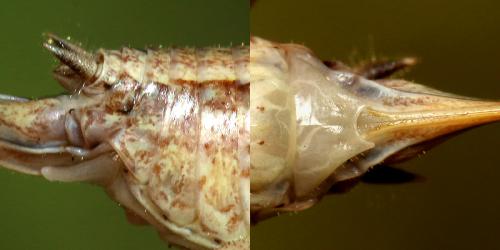 Yersinella beybienkoi