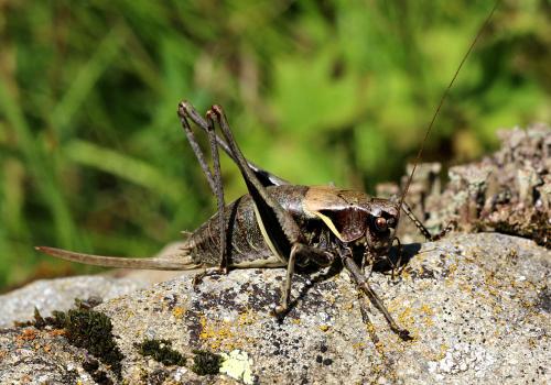 Pholidoptera aptera