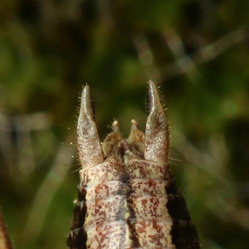 Yersinella beybienkoi