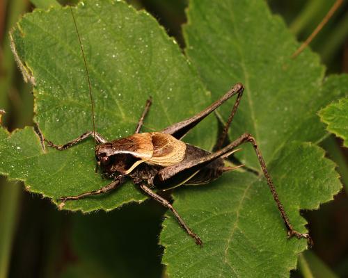 Pholidoptera aptera