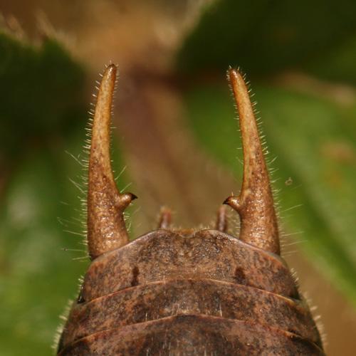 Pholidoptera aptera