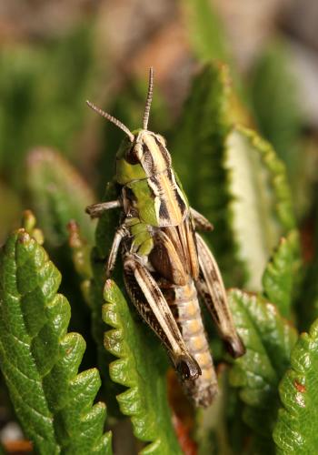 Réf. 129 858 : Stenobothrus cotticus