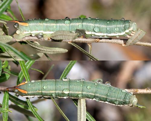 Hyles hippophaes