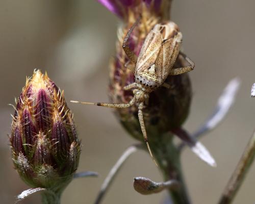 Oncotylus setulosus