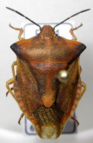 Réf. 129 708 : Carpocoris fuscispinus