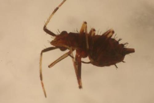 Réf. 129 030 : Deraeocoris ruber