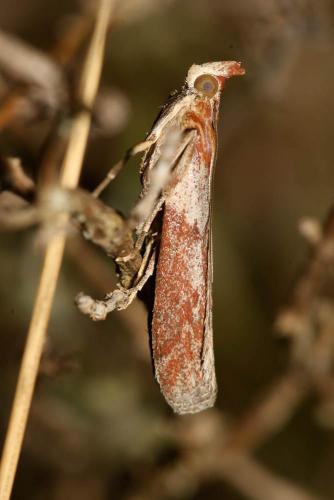 Selagia spadicella