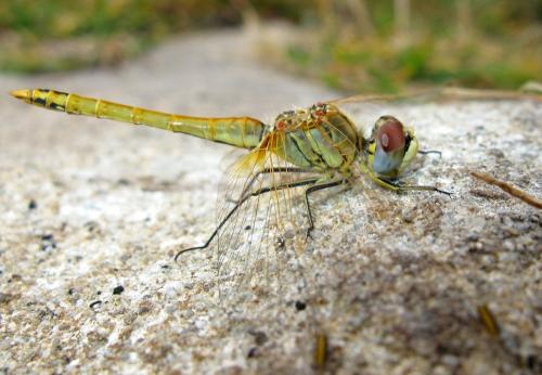 Sympetrum fonscolombii