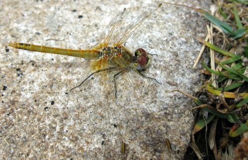 Sympetrum fonscolombii