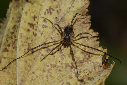 Oligolophus tridens
