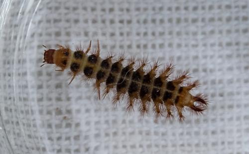 Drilus flavescens