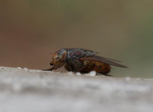 Rhyncomya sp.