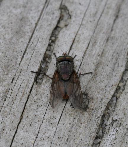 Rhyncomya sp.