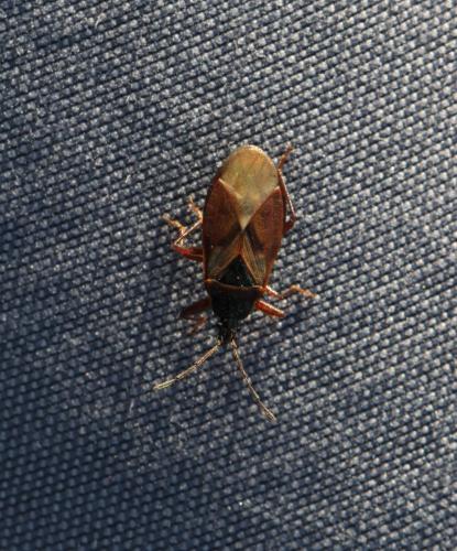 Réf. 129 656 : Gastrodes abietum
