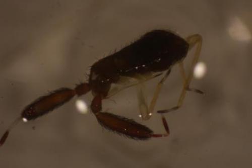 Réf. 129 028 : Heterotoma sp.
