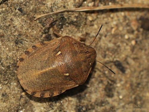 Réf. 129 331 : Eurygaster maura