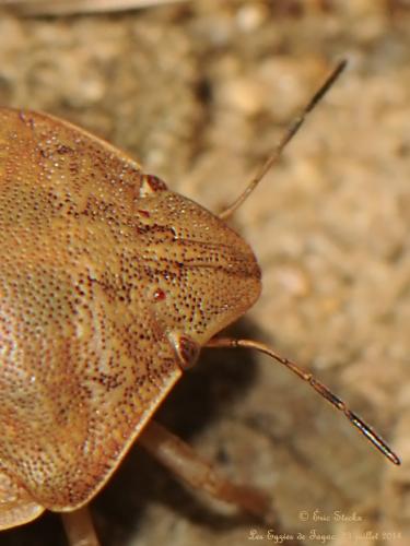 Eurygaster maura