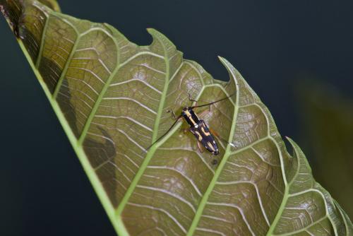 Glenea sp.