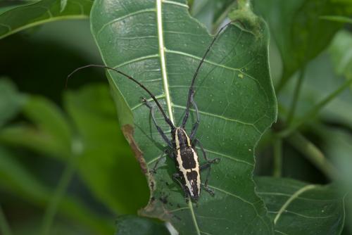 Epepeotes ambigenus
