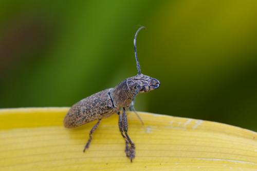 Callimetopus longicollis