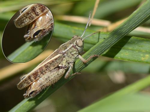 Réf. 129 387 : Calliptamus barbarus barbarus