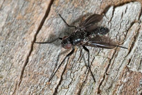 Réf. 129 186 : Melanophora roralis