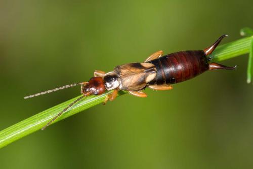 Forficula auricularia