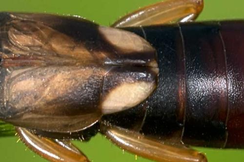 Réf. 129 450 : Forficula auricularia