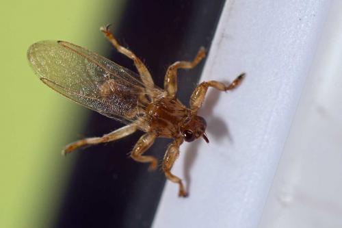Réf. 129 391 : Lipoptena cervi