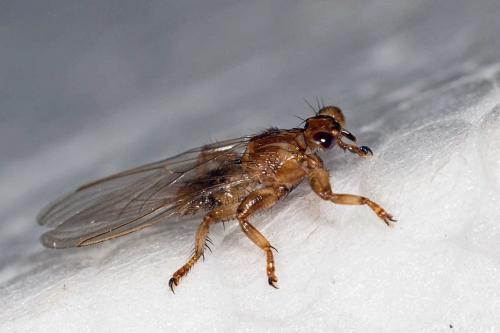 Lipoptena cervi