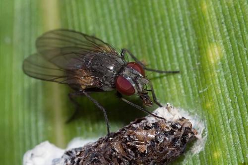 Fannia sp.