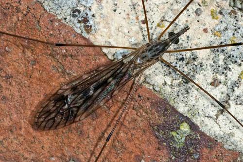 Réf. 129 459 : Tipula sp.