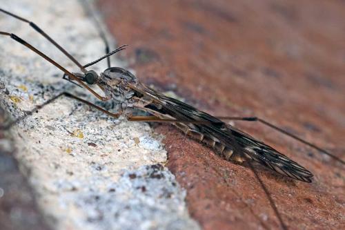Tipula sp.