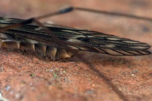 Tipula sp.
