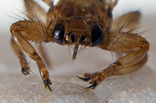 Lipoptena cervi