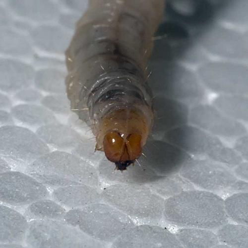 Cydia splendana