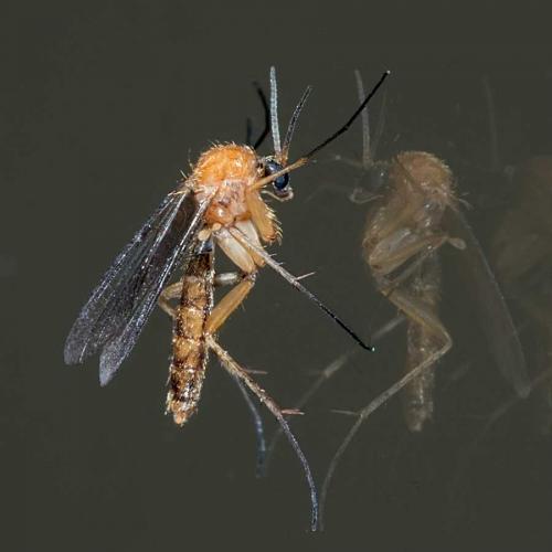 Réf. 129 838 : Mycetophilini inconnu