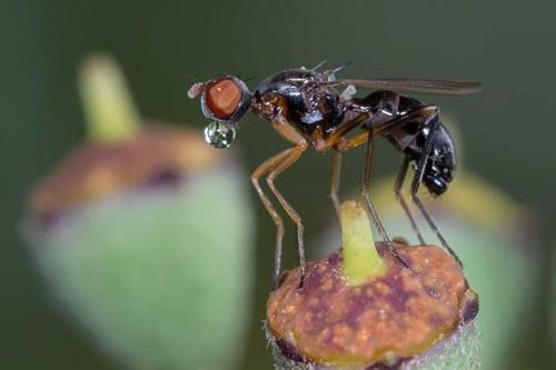 Nemopoda nitidula